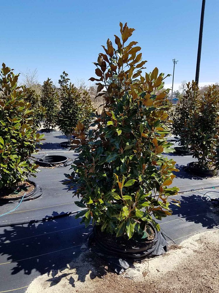 magnolia-grandiflora-kay-parris