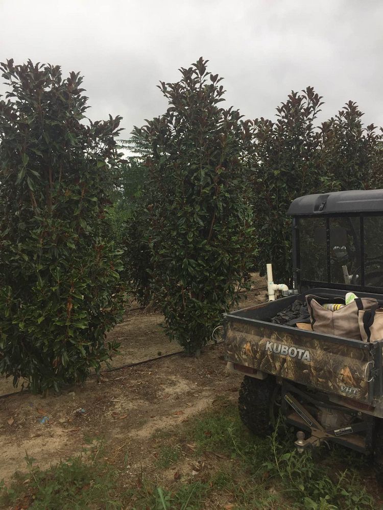 magnolia-grandiflora-kay-parris
