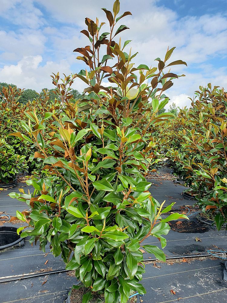magnolia-grandiflora-kay-parris