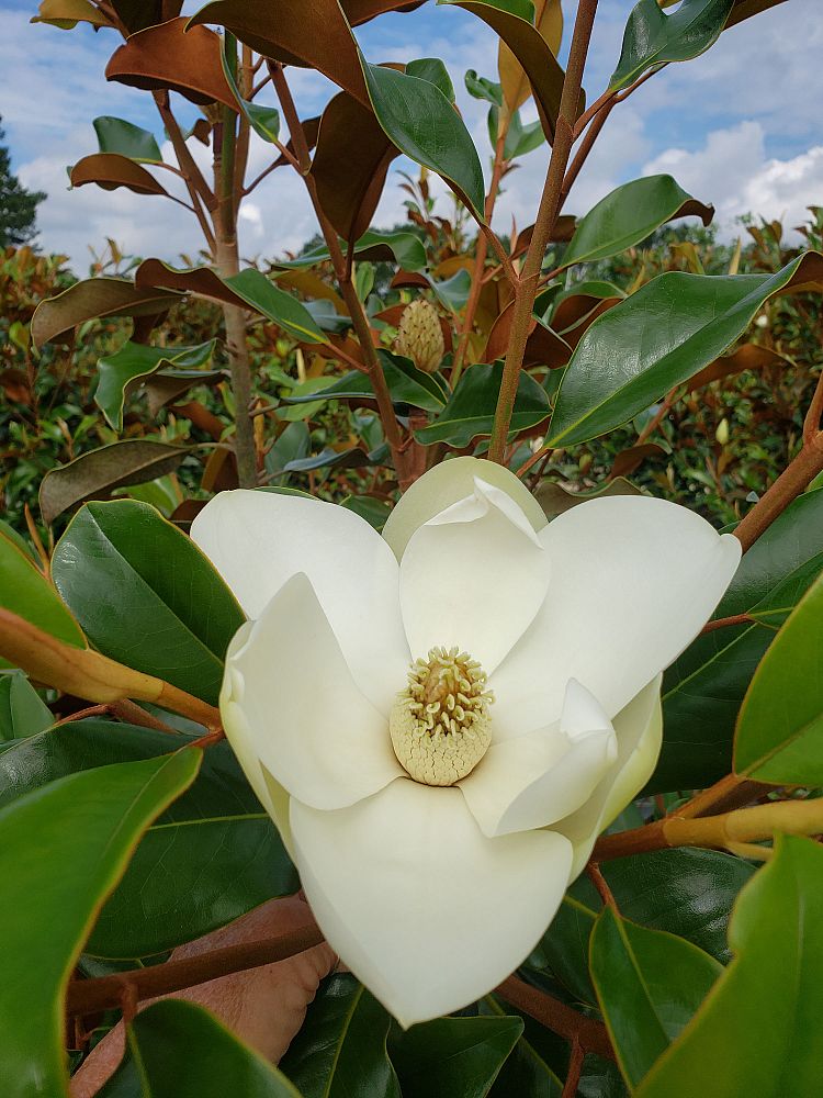 magnolia-grandiflora-kay-parris