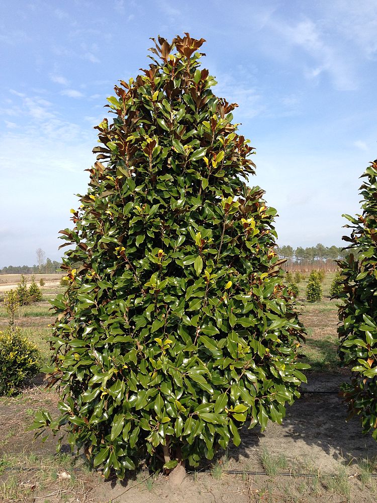 magnolia-grandiflora-kay-parris