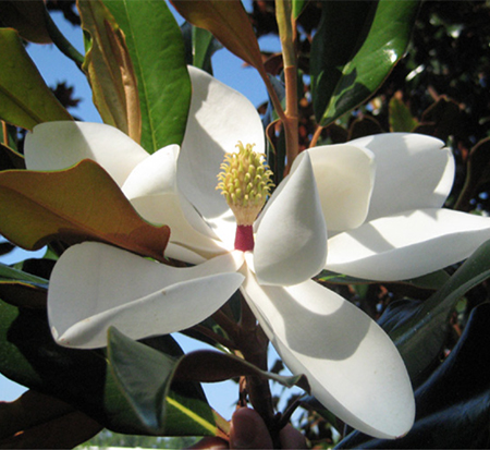 magnolia-grandiflora-kay-parris