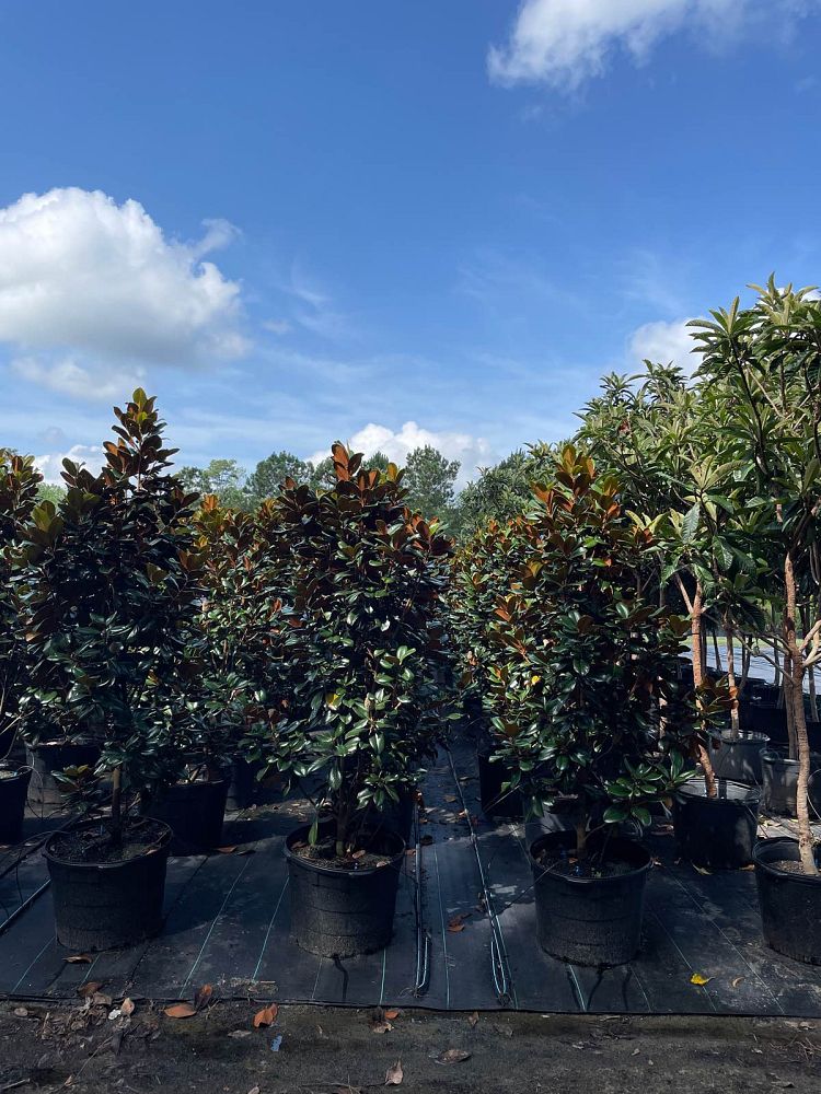 magnolia-grandiflora-kay-parris