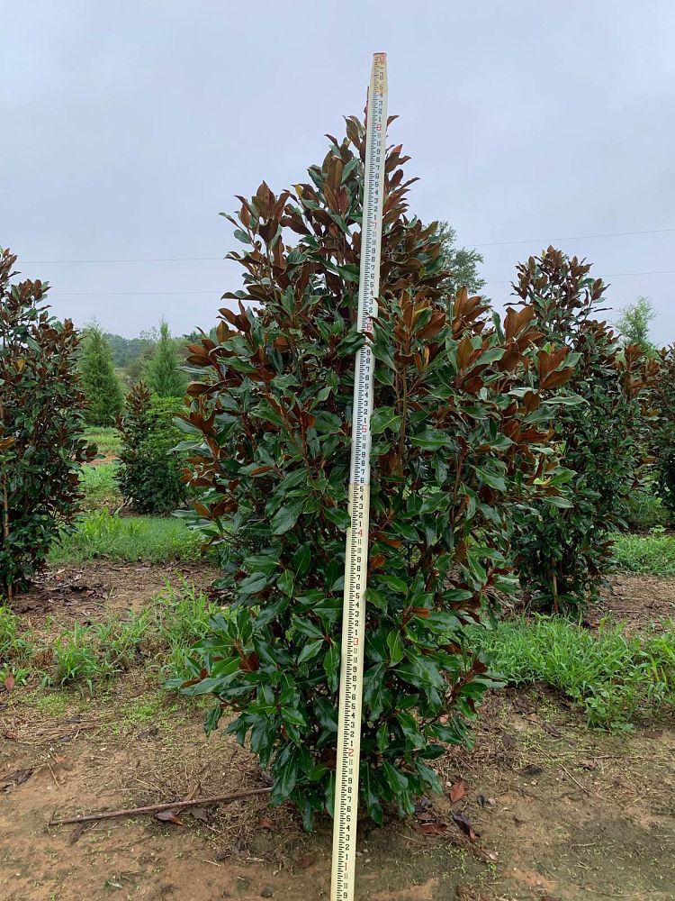 magnolia-grandiflora-kay-parris