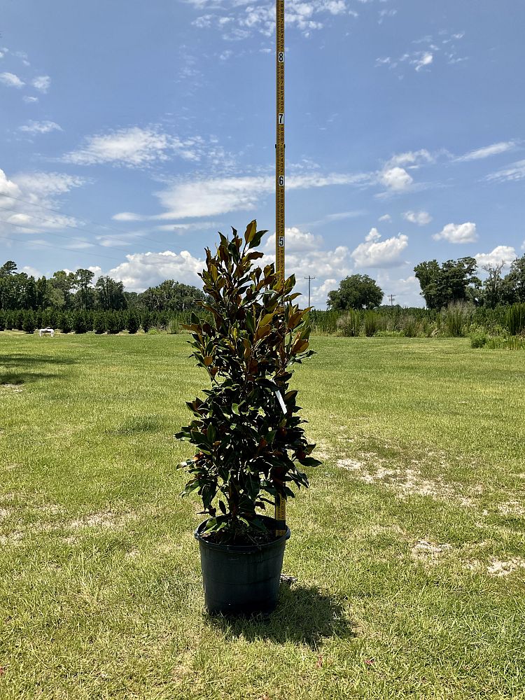 magnolia-grandiflora-kay-parris