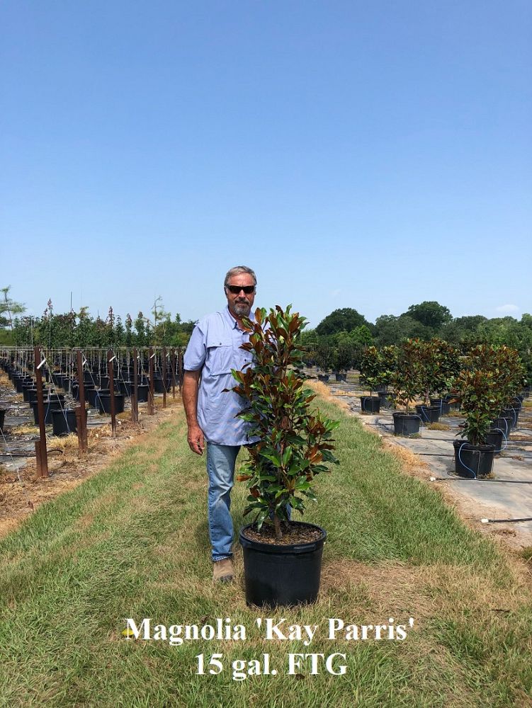 magnolia-grandiflora-kay-parris