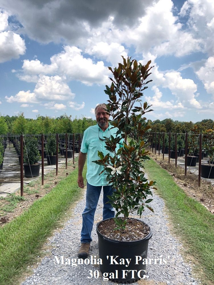 magnolia-grandiflora-kay-parris