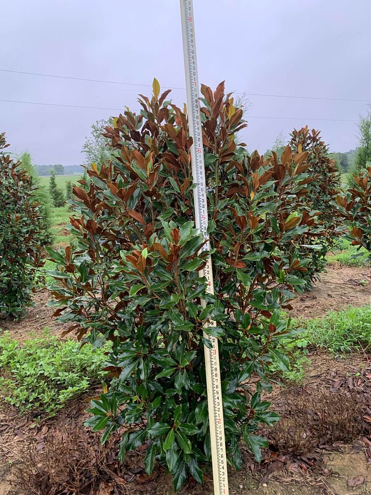 magnolia-grandiflora-kay-parris