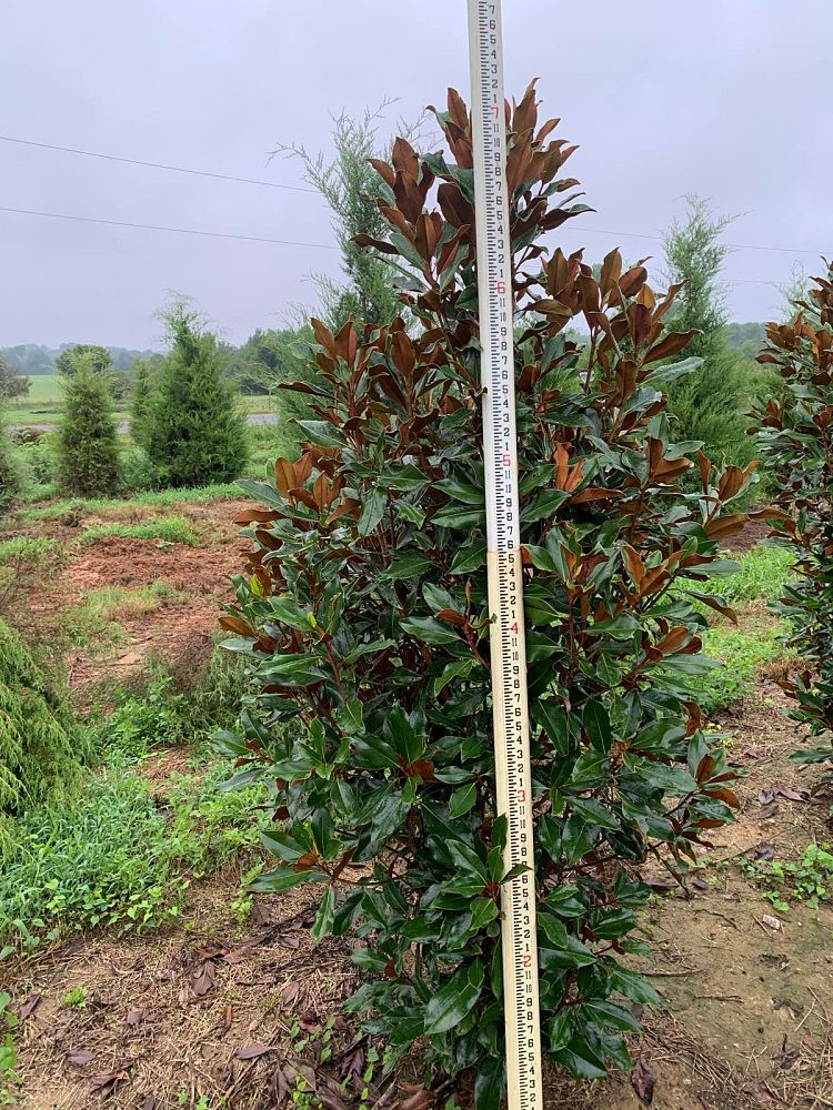magnolia-grandiflora-kay-parris
