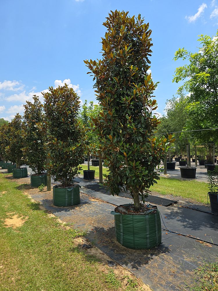 magnolia-grandiflora-kay-parris