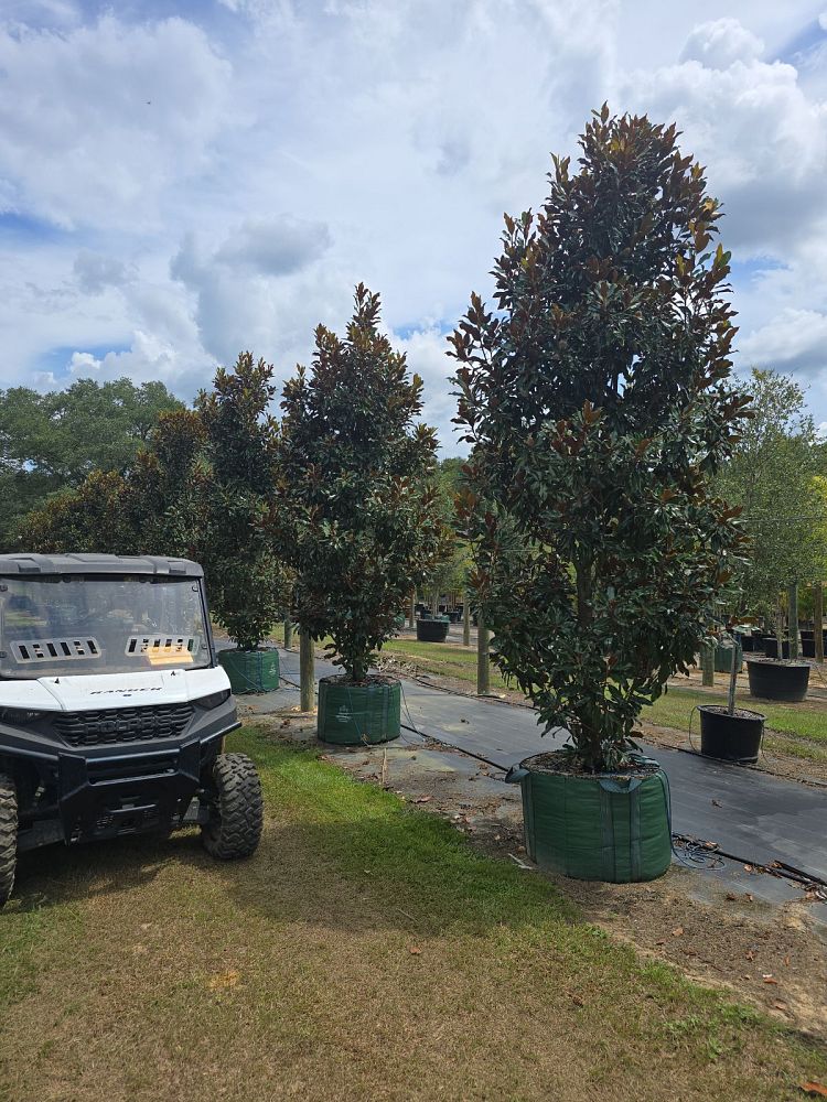 magnolia-grandiflora-kay-parris