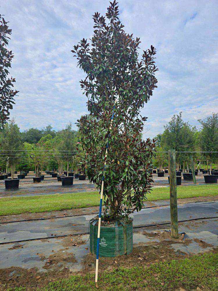 magnolia-grandiflora-kay-parris