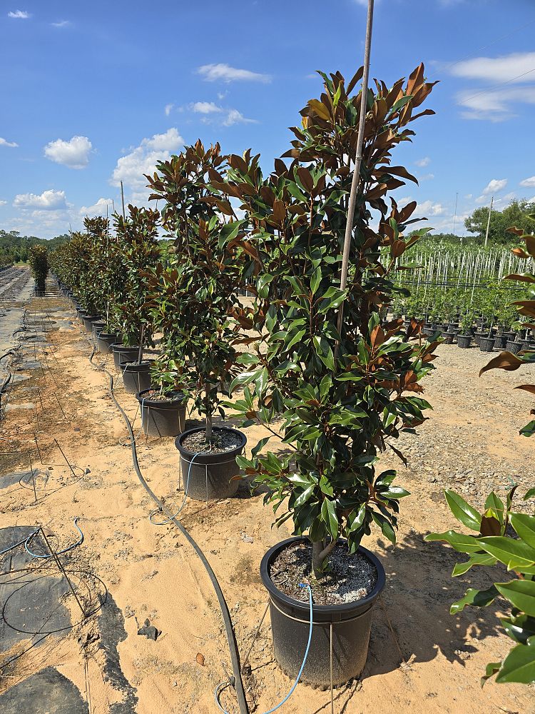 magnolia-grandiflora-kay-parris