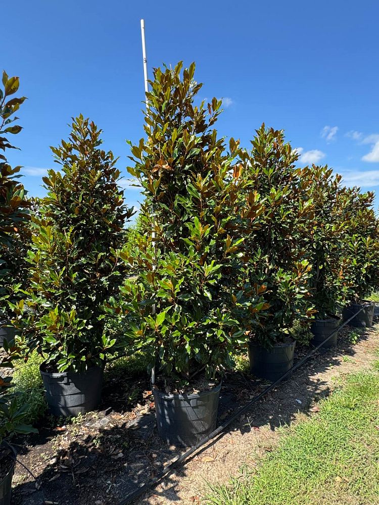 magnolia-grandiflora-kay-parris