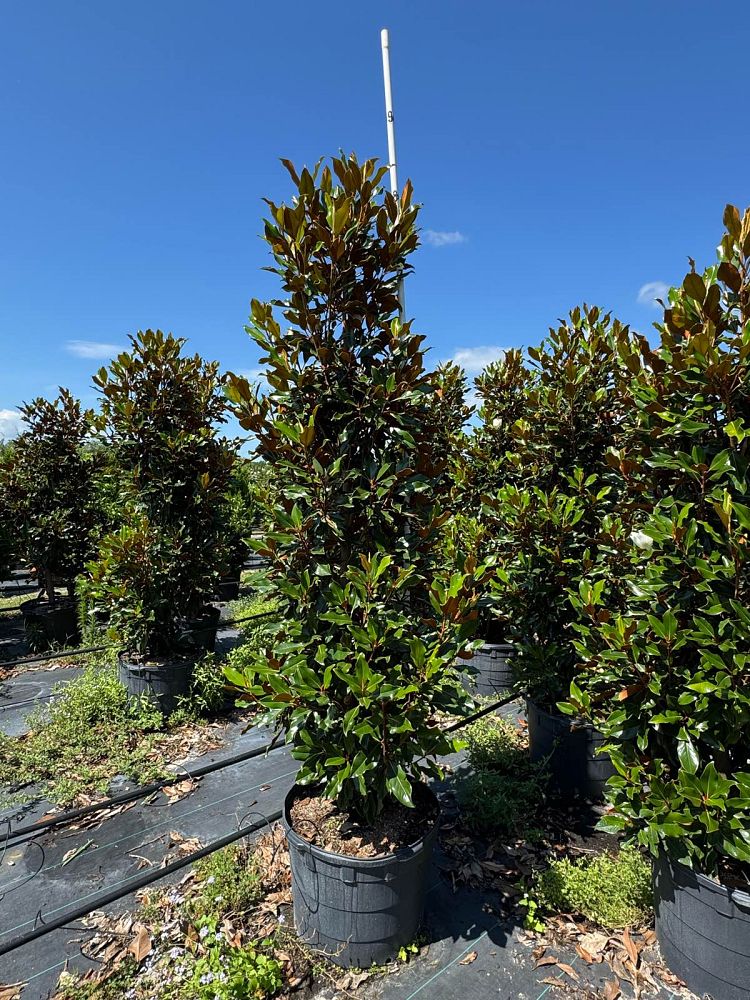 magnolia-grandiflora-kay-parris