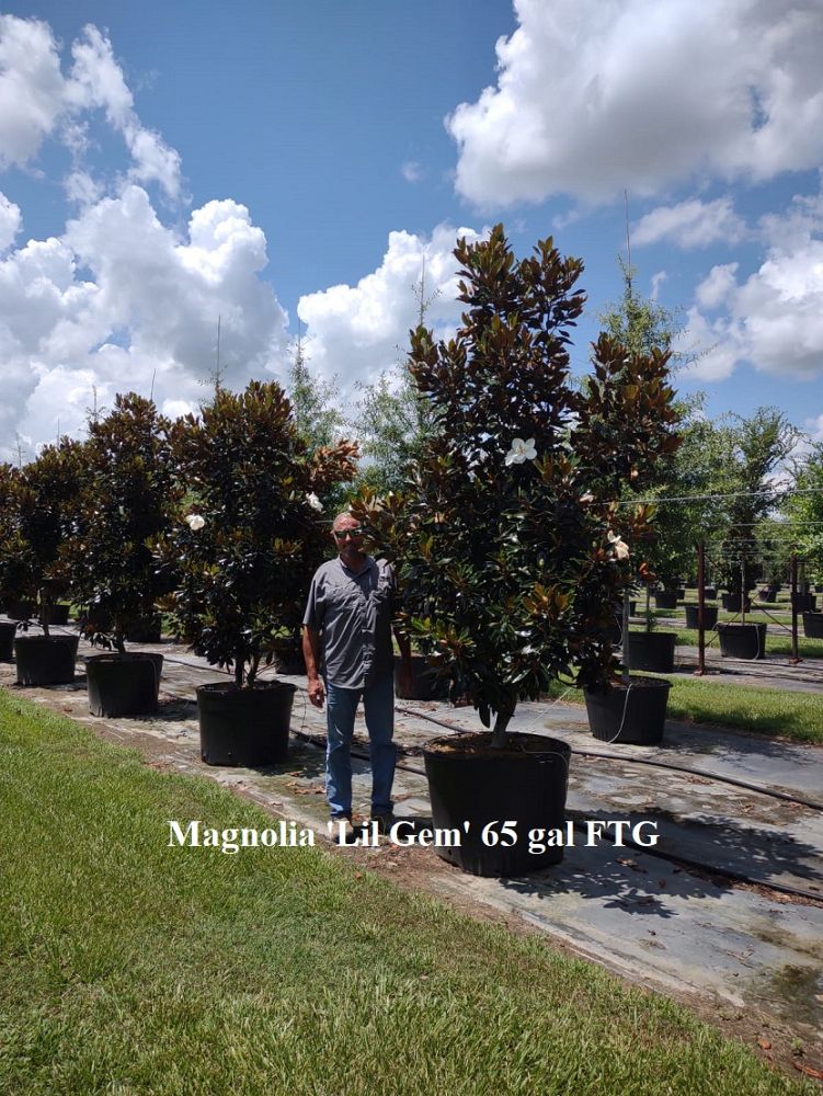 GERALD FORET WHOLESALE NURSERY