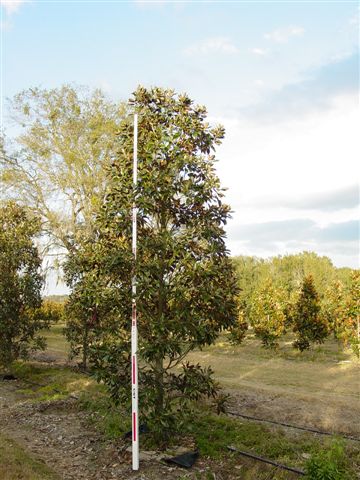 magnolia-grandiflora-little-gem-southern-magnolia-little-gem-southern-magnolia