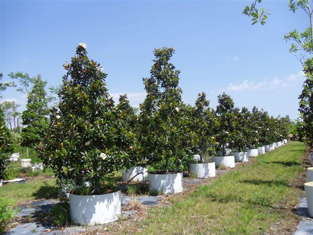 magnolia-grandiflora-little-gem-southern-magnolia-little-gem-southern-magnolia