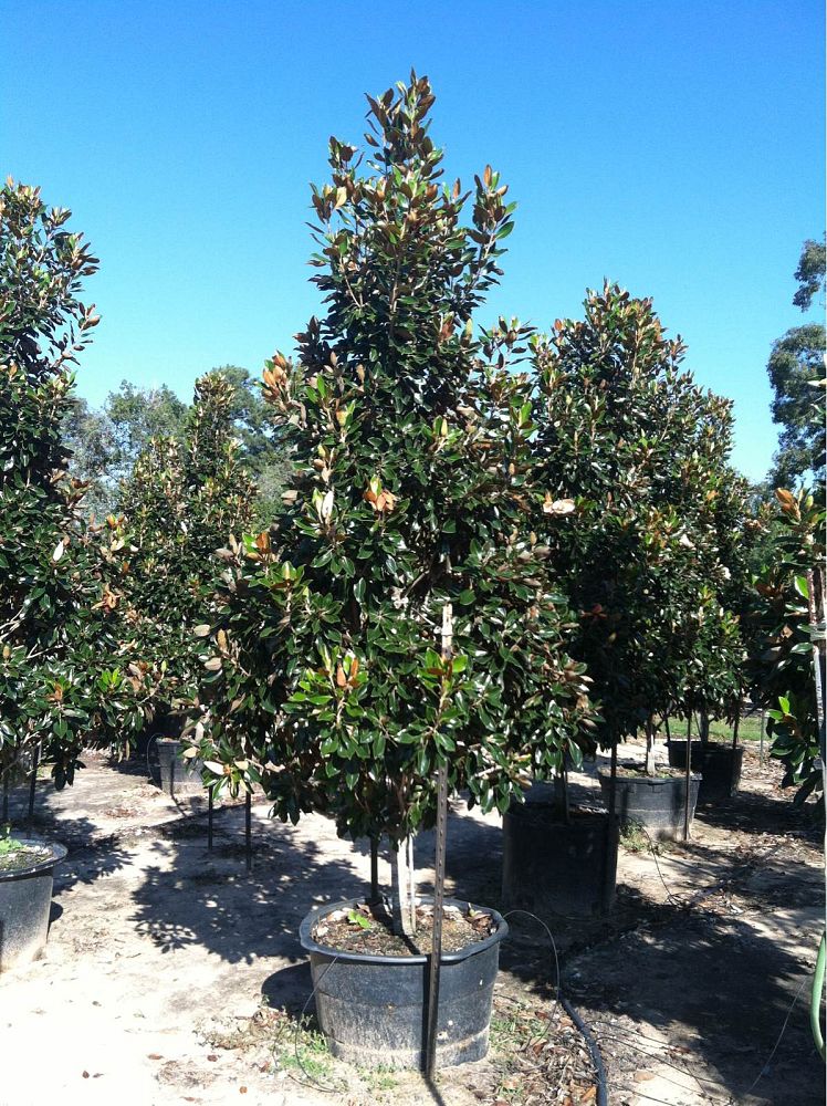 magnolia-grandiflora-little-gem-southern-magnolia-little-gem-southern-magnolia