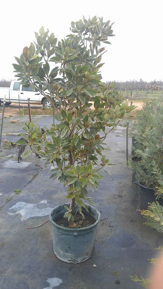 magnolia-grandiflora-little-gem-southern-magnolia-little-gem-southern-magnolia