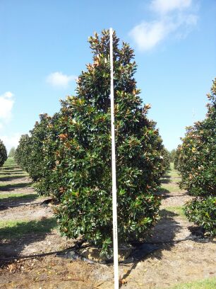 magnolia-grandiflora-little-gem-southern-magnolia-little-gem-southern-magnolia