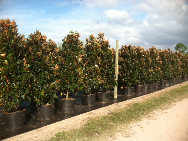 magnolia-grandiflora-little-gem-southern-magnolia-little-gem-southern-magnolia