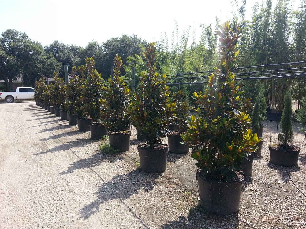 magnolia-grandiflora-little-gem-southern-magnolia-little-gem-southern-magnolia