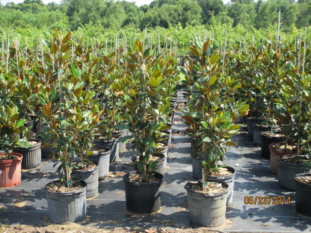 magnolia-grandiflora-little-gem-southern-magnolia-little-gem-southern-magnolia