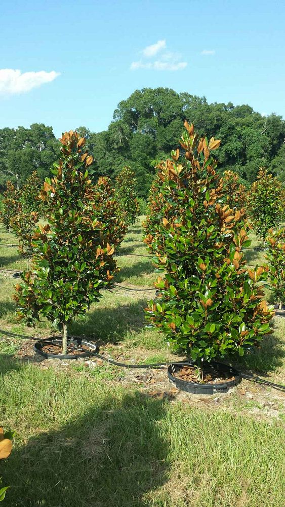 magnolia-grandiflora-little-gem-southern-magnolia-little-gem-southern-magnolia