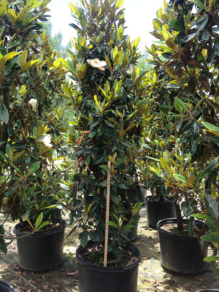 magnolia-grandiflora-little-gem-southern-magnolia-little-gem-southern-magnolia