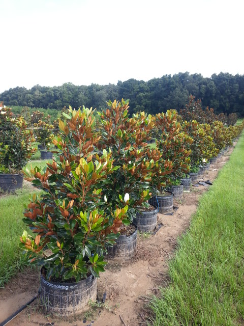 magnolia-grandiflora-little-gem-southern-magnolia-little-gem-southern-magnolia