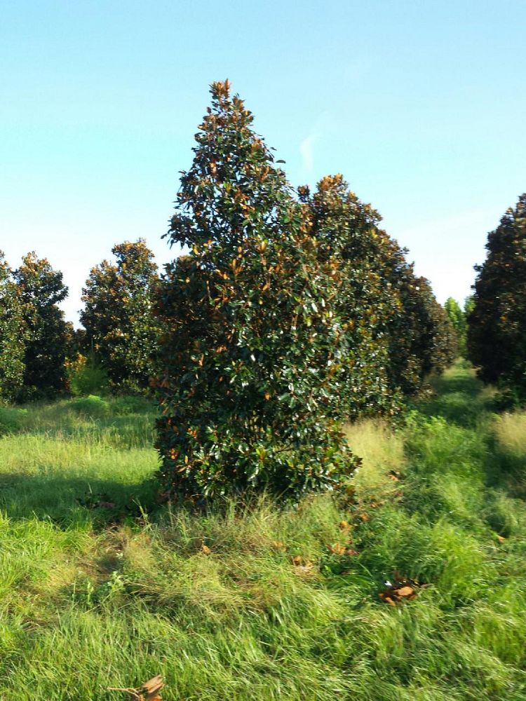 magnolia-grandiflora-little-gem-southern-magnolia-little-gem-southern-magnolia