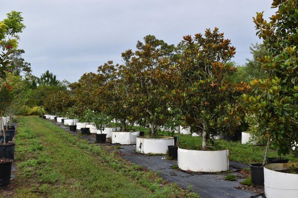 magnolia-grandiflora-little-gem-southern-magnolia-little-gem-southern-magnolia