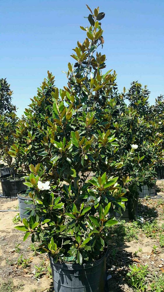 magnolia-grandiflora-little-gem-southern-magnolia-little-gem-southern-magnolia