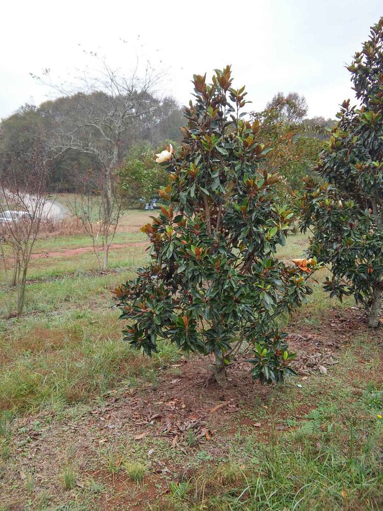 magnolia-grandiflora-little-gem-southern-magnolia-little-gem-southern-magnolia