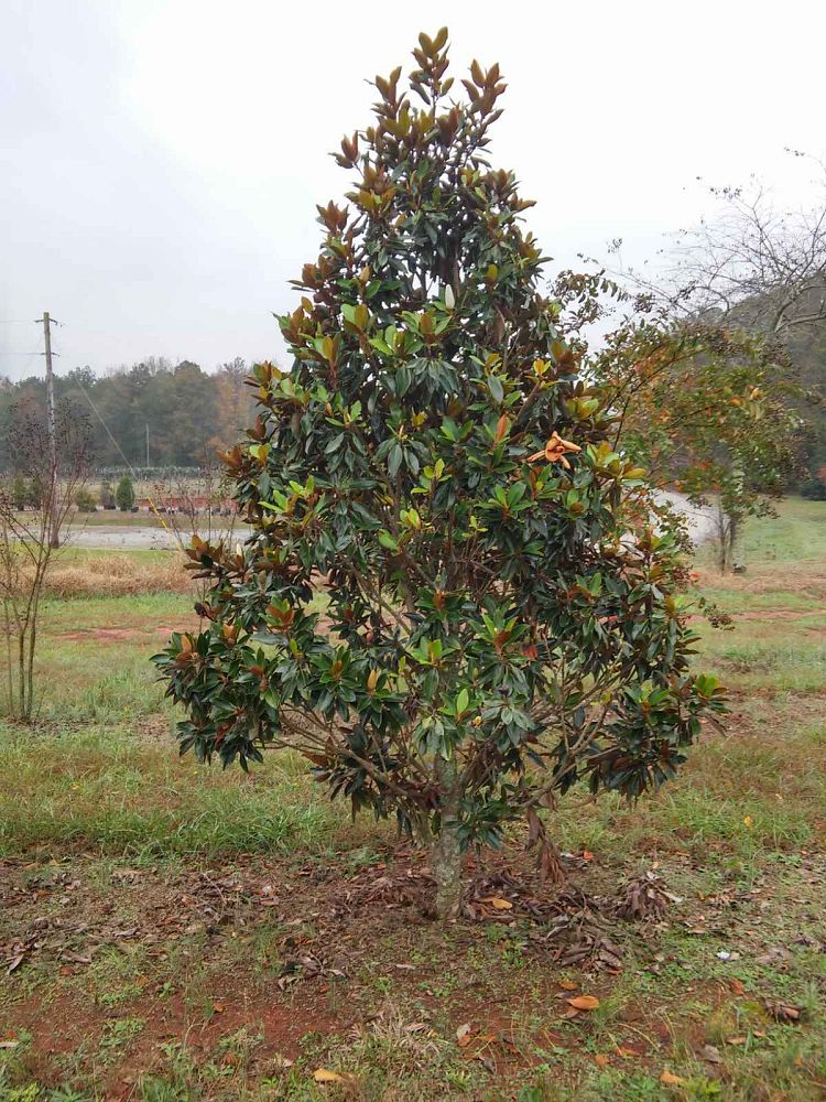 magnolia-grandiflora-little-gem-southern-magnolia-little-gem-southern-magnolia