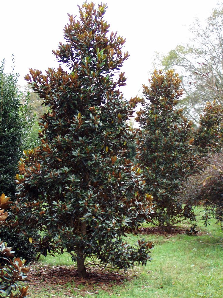 magnolia-grandiflora-little-gem-southern-magnolia-little-gem-southern-magnolia
