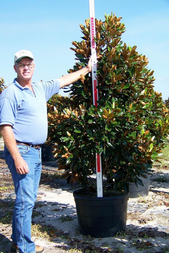 magnolia-grandiflora-little-gem-southern-magnolia-little-gem-southern-magnolia