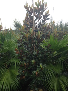 magnolia-grandiflora-little-gem-southern-magnolia-little-gem-southern-magnolia