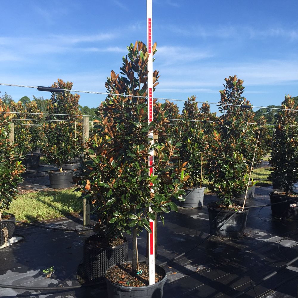 magnolia-grandiflora-little-gem-southern-magnolia-little-gem-southern-magnolia