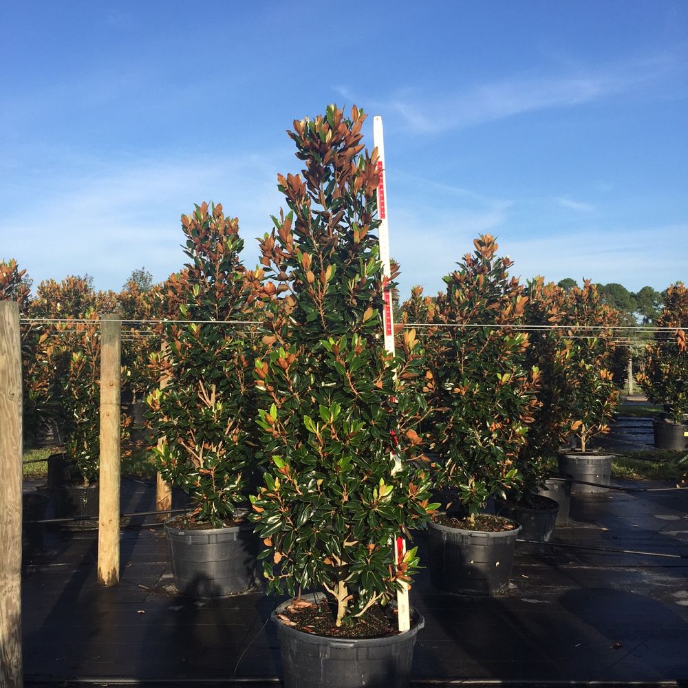 magnolia-grandiflora-little-gem-southern-magnolia-little-gem-southern-magnolia
