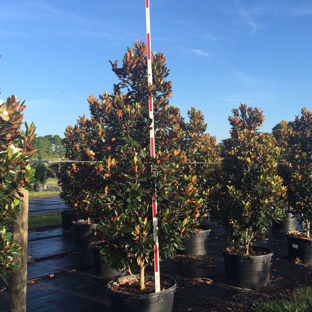 magnolia-grandiflora-little-gem-southern-magnolia-little-gem-southern-magnolia