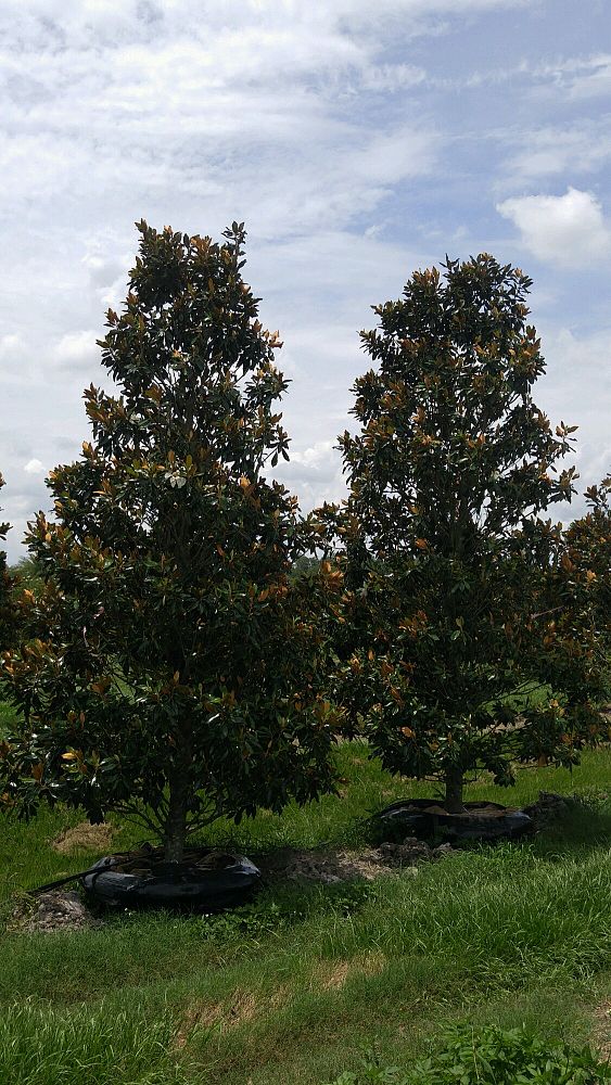 magnolia-grandiflora-little-gem-southern-magnolia-little-gem-southern-magnolia