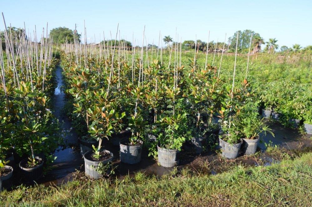 magnolia-grandiflora-little-gem-southern-magnolia-little-gem-southern-magnolia