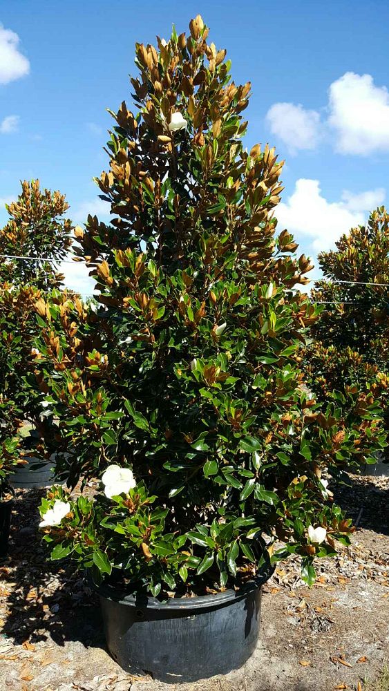 magnolia-grandiflora-little-gem-southern-magnolia-little-gem-southern-magnolia