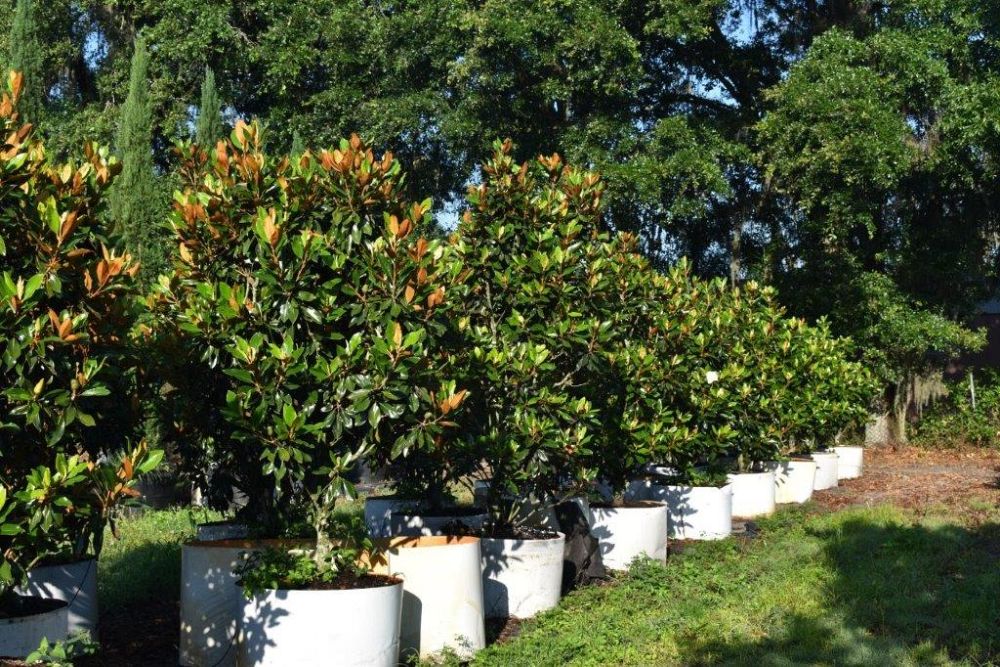 magnolia-grandiflora-little-gem-southern-magnolia-little-gem-southern-magnolia