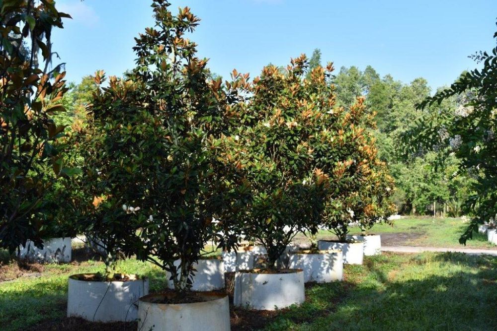 magnolia-grandiflora-little-gem-southern-magnolia-little-gem-southern-magnolia