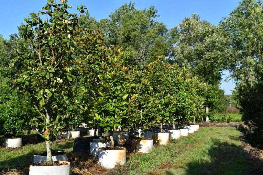 magnolia-grandiflora-little-gem-southern-magnolia-little-gem-southern-magnolia