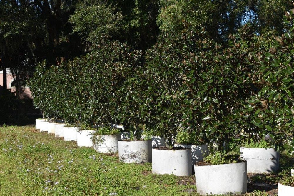 magnolia-grandiflora-little-gem-southern-magnolia-little-gem-southern-magnolia