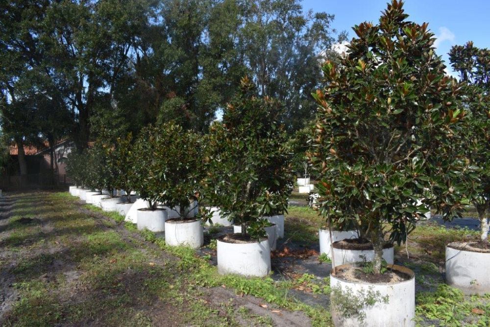magnolia-grandiflora-little-gem-southern-magnolia-little-gem-southern-magnolia